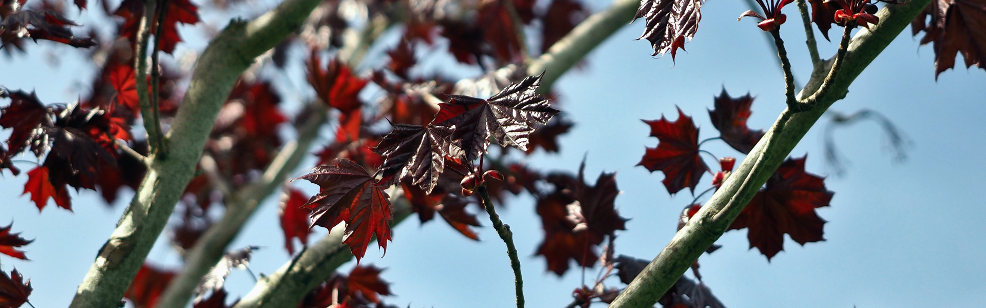 Den rödbladiga skogslönnen i Badhusparken