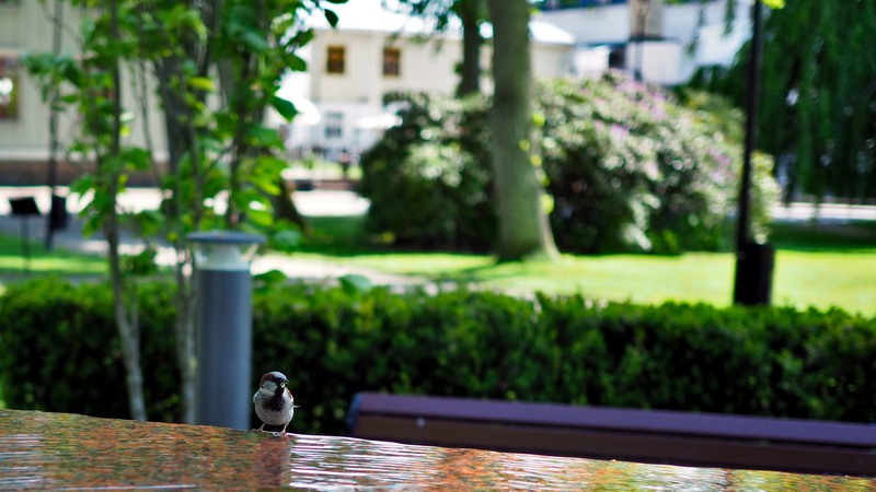 Närbild av en liten fågel på fontänen i Plantaget Åmål