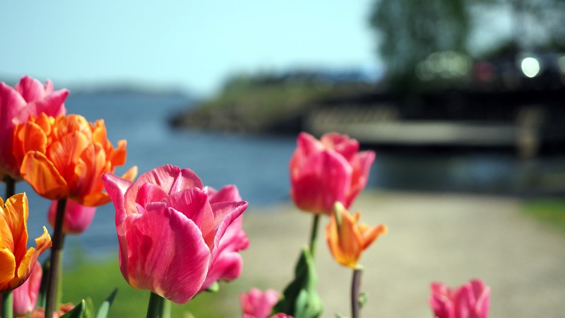 Vackra tulpaner vid stranden i gästhamnen i Åmål