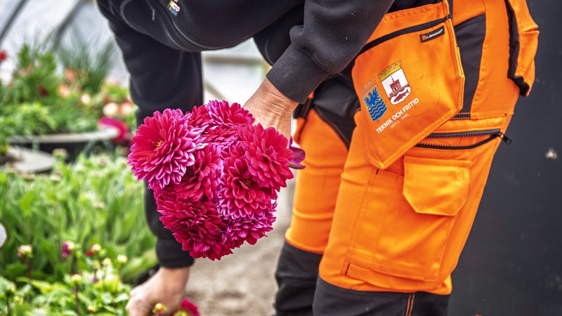 Snart kommer blommorna som ska pryda Åmåls centrum 2026 ut. Årets färgtema är sommarbär.