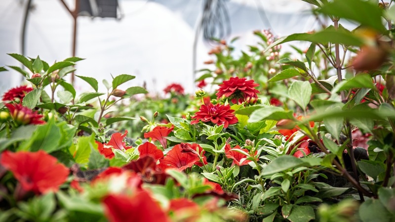 Snart kommer blommorna som ska pryda Åmåls centrum 2026 ut. Årets färgtema är sommarbär.