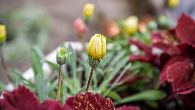 Snart kommer blommorna som ska pryda Åmåls centrum 2026 ut. Årets färgtema är sommarbär.