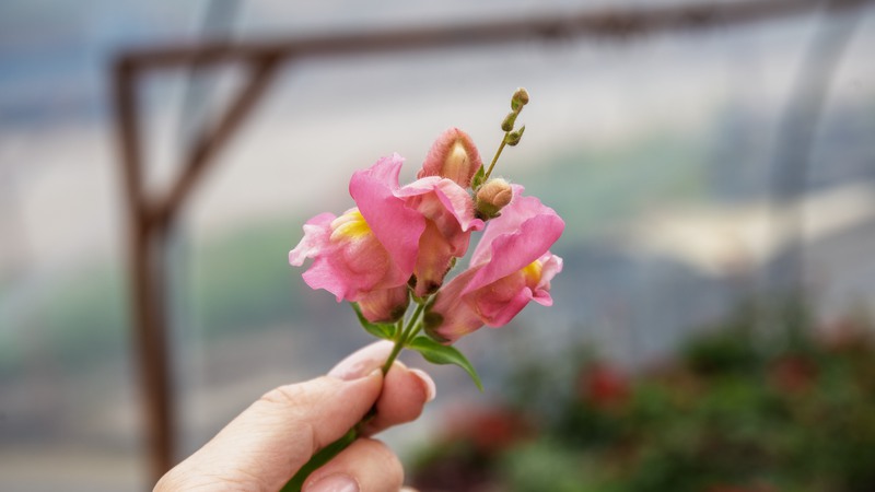 Snart kommer blommorna som ska pryda Åmåls centrum 2026 ut. Årets färgtema är sommarbär.