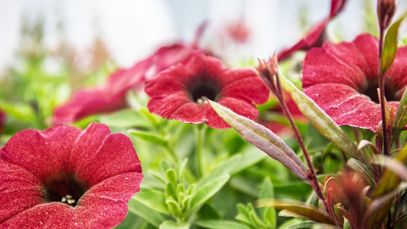 Snart kommer blommorna som ska pryda Åmåls centrum 2026 ut. Årets färgtema är sommarbär.