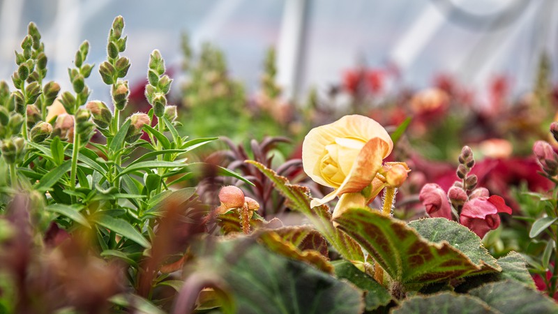 Snart kommer blommorna som ska pryda Åmåls centrum 2026 ut. Årets färgtema är sommarbär.
