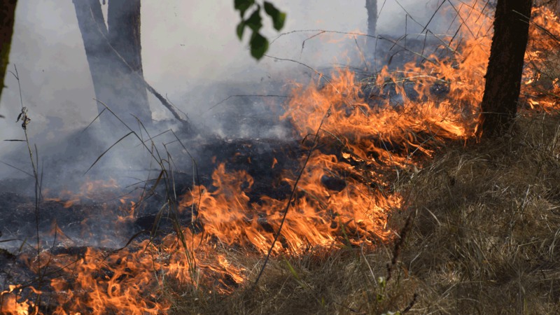Bild på gräsbrand