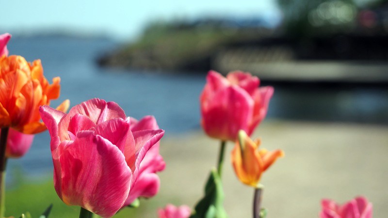 Vackra tulpaner vid stranden i gästhamnen i Åmål